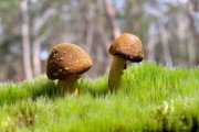 大吉手机号码尾数参考 生意红火的吉祥号码
